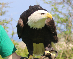 Dakota the Bald Eagle and birds of prey Donation