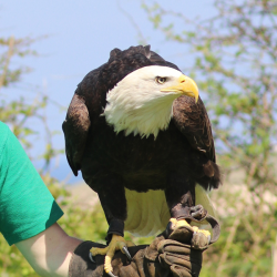 Dakota the Bald Eagle and birds of prey Donation