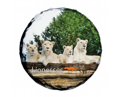 Slate Coaster- Lioness pride