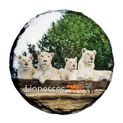 Slate Coaster- Lioness pride