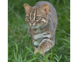 Rusty-spotted Cat