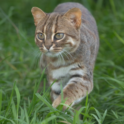 Rusty-spotted Cat