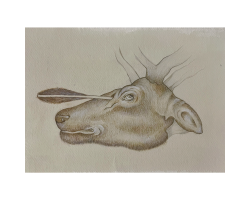 Deer Head by Catarina Pignato