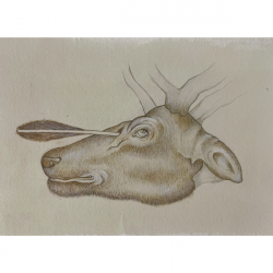 Deer Head by Catarina Pignato