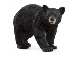 American Black Bear