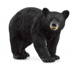 American Black Bear