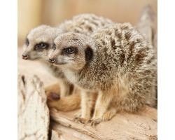 Meerkat Gold Adoption