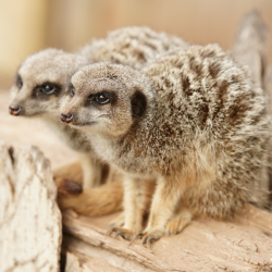 Meerkat Gold Adoption