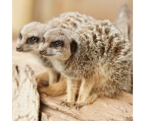 Meerkat Gold Adoption meerkat-gold-adoption