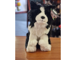 Sitting Border Collie Medium