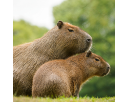 Capybara Silver Adoption