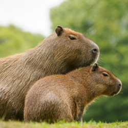 Capybara Silver Adoption