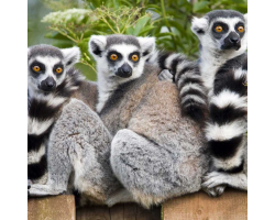 Ring-tailed Lemur