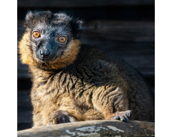 Collared Lemur