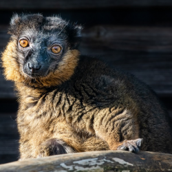 Collared Lemur