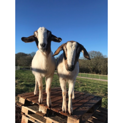 Boer Goats