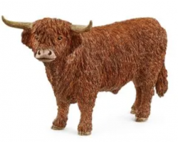 Highland Bull