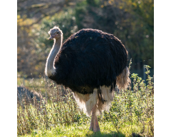 Ostrich Silver Adoption