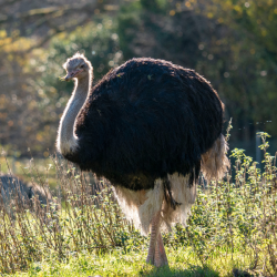 Ostrich Silver Adoption