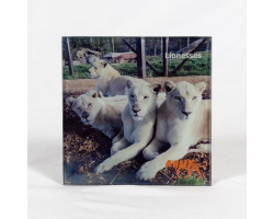 Coaster White Lions