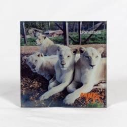 Coaster White Lions