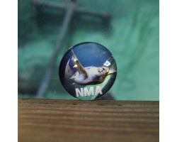 NMA Green Turtle Magnet