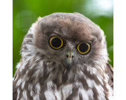 Barking Owl