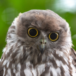 Barking Owl