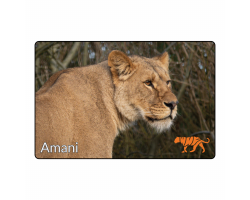 Magnet - Amani