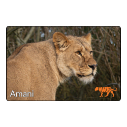 Magnet - Amani