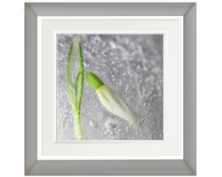 'Frozen in Time' Framed Photograph