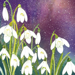 'Snowdrops in the Night' Christmas Cards