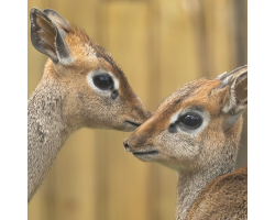 Kirk's Dik-Dik