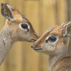 Kirk's Dik-Dik