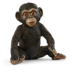 Baby Chimpanzee