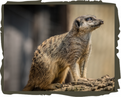 Meerkat Adoption package