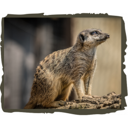 Meerkat Adoption package