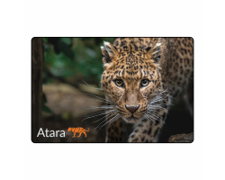 Magnet - Atara