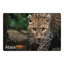 Magnet - Atara