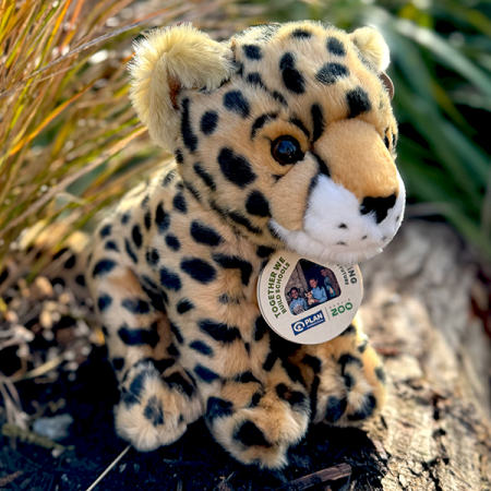 Plan Cheetah (L)
