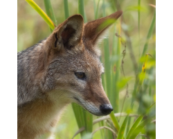 Black-backed Jackal