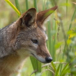 Black-backed Jackal