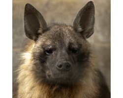 Brown Hyaena