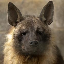 Brown Hyaena