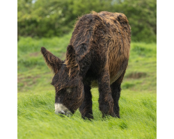 Poitou Donkey