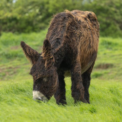 Poitou Donkey