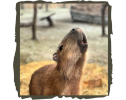 Capybara Adoption package