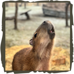 Capybara Adoption package