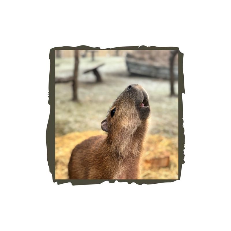 Capybara Adoption package