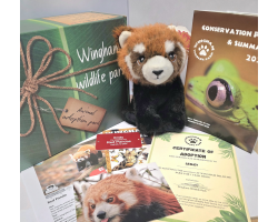 Red Panda Adoption Gift Box (inc. delivery)